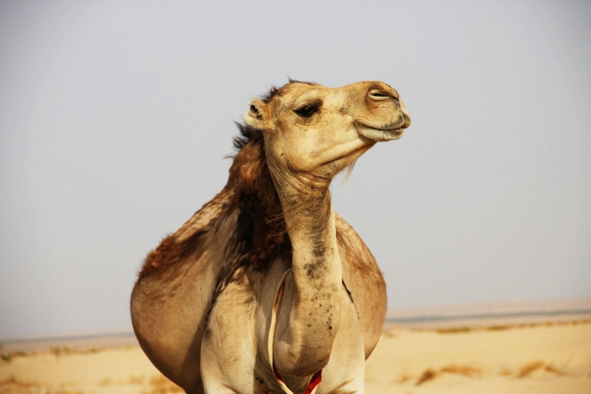 Kosten-, Markt- und Umsatzrekorde 🐪🔥 1 Prix des chameaux